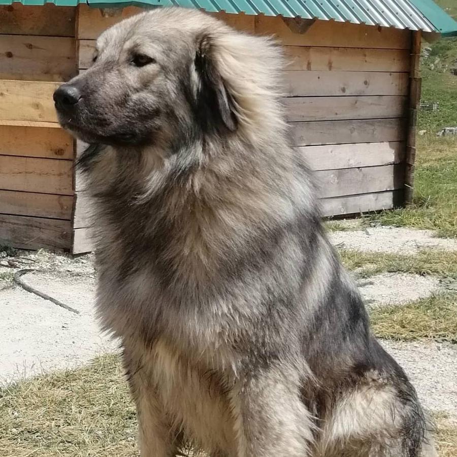 Kapetanov Konak Villa Kolasin Luaran gambar